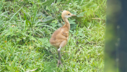 北市動物園春季鳥禽寶寶亮相  把握賞鳥最佳時機