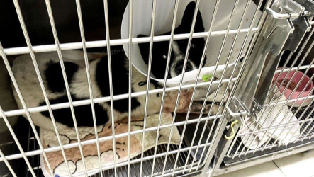 三義男子弓箭射犬釀1死1傷　受傷犬隻未脫離險境