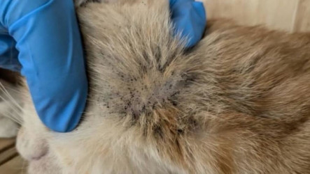 飼主疑住院未照料　竹縣14隻貓遭不當飼養已安置