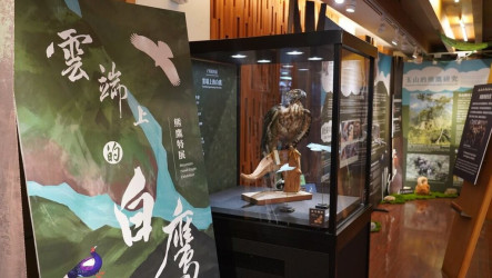 熊鷹行蹤隱密觀察不易　紀錄片揭猛禽神祕面紗