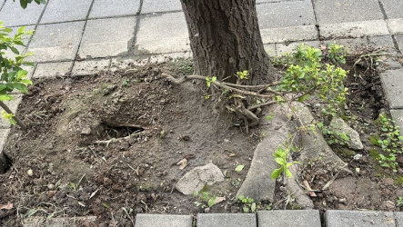 議員批填鼠洞敷衍了事　北市公園處：加強巡檢
