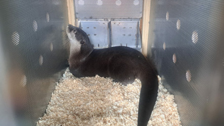 北市動物園小爪水獺「香橙」抵紐西蘭　助域外保育