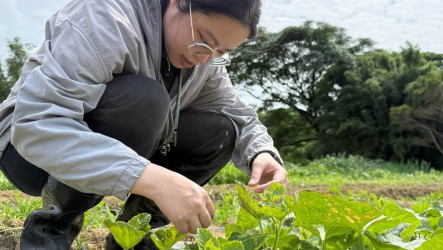 桃園觀音區農會配置植物診療師  幫農作物看病