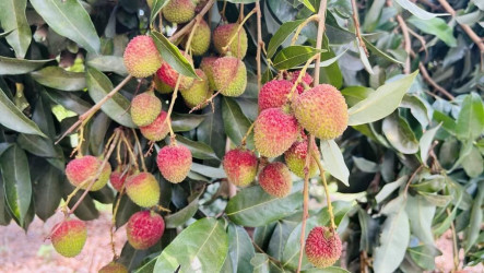 高雄玉荷包產量回穩　搶國際訂單外銷估破百噸