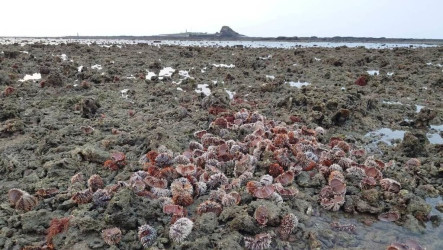 澎湖馬糞海膽未開放採捕　金嶼潮間帶現大量殘殼