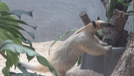 北市動物園小食蟻獸「黑妞」失蹤  園方急籲協尋