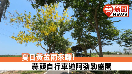 夏日黃金雨來囉! 蒜頭自行車道阿勃勒盛開