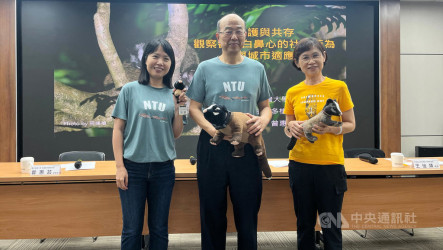 研究：白鼻心成都市新住民　首見成年雌性共同育兒