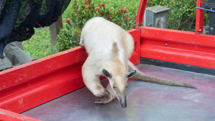 小食蟻獸「黑妞」失蹤第7天  北市動物園：找到了