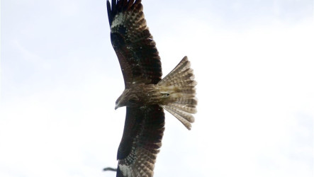 基隆鳥會籲傾聽猛禽悲鳴 盼市府全面停發鼠藥