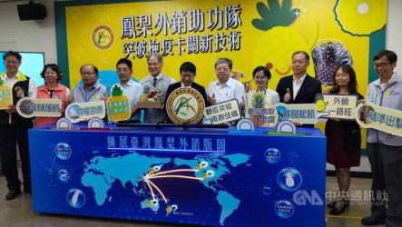 突破鳳梨檢疫關卡  農試所推技術助攻海外市場