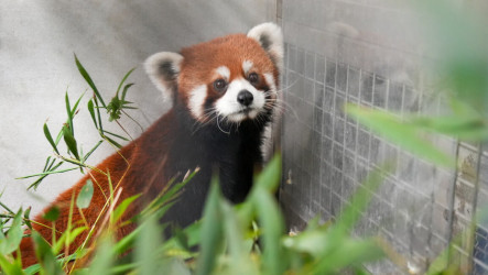 上海2隻小貓熊抵台　北市動物園：狀況良好