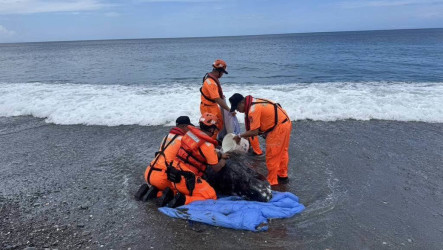 花紋老海豚擱淺屏東旭海　運往成大鯨豚中心救治