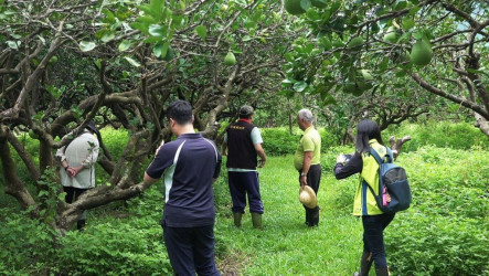 花蓮文旦柚著果不良　農政單位勘災爭取現金救助
