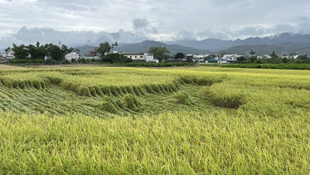 連日下雨台東水稻倒伏　專家籲排乾積水