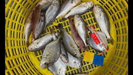 環團指沿近海大魚正消失　漁業署6面向推永續
