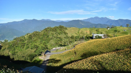 花蓮六十石山超半程馬拉松 9國跑友挑戰花海賽道
