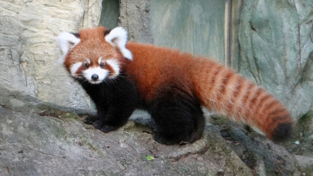 北市動物園小貓熊「奇奇」抵星國　助力域外保育