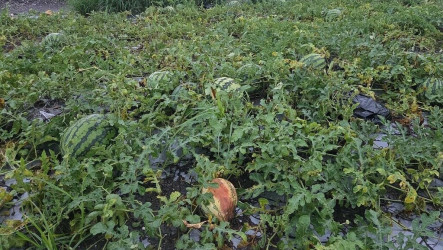 屏東豪雨農損292萬元　西瓜最嚴重提報現金救助