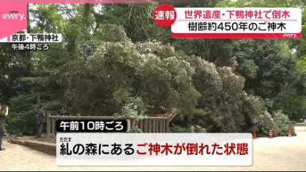 世界遺產京都下鴨神社神木倒塌　樹齡達450年