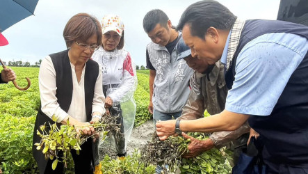 王惠美籲速核彰化花生災害救助　農業部17日現勘