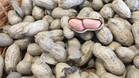 彰化豪雨重創落花生 農業部公告符合現金救助