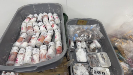 守宮等304隻活體動物闖金門小三通　最高罰300萬