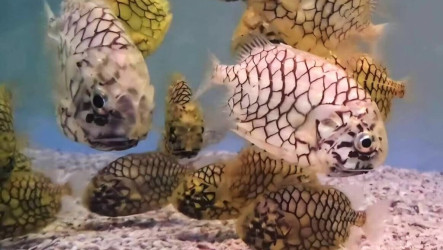 端節「魚」你相遇  澎湖水族館探索生命故事