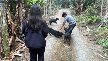 放養犬隻肇事居民恐慌　嘉縣罰飼主逾5萬送辦