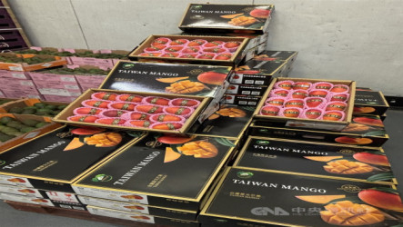 芒果外銷法國受好評　農業部：德荷義都來洽詢訂單