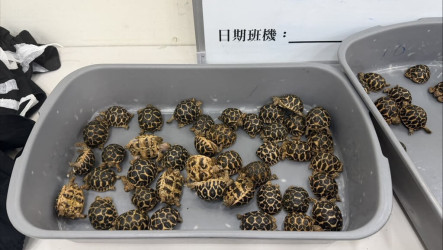 男大腿綁70隻印度星龜闖關  雄檢依野保法起訴