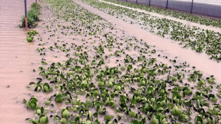雲林葉菜類災損逾7成   恐衝擊市場蔬菜供應