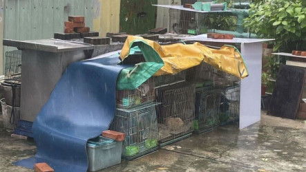 高雄男涉虐動物屢罰不改　動保處：沒入並安置