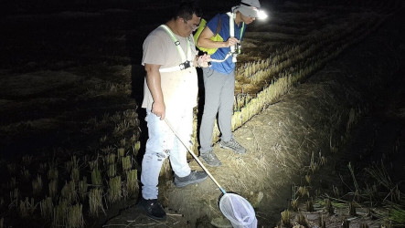 移除外來種5年有成　草屯海蟾蜍從3.5萬減至30隻