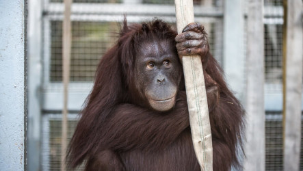 北市動物園紅毛猩猩剖腹產　罕見雙胞胎早產需照護
