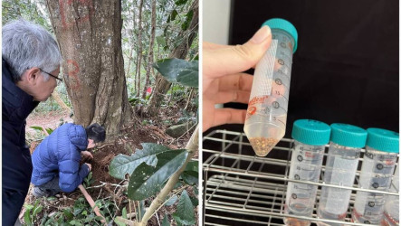 林試所發現想思樹根部優良菌株　助貧瘠地造林