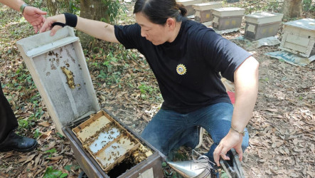 台南蜂農導入農改場技術　培育耐病與高採蜜力蜂種