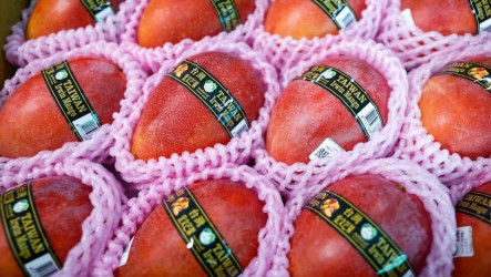 台灣頂級芒果首度進軍歐洲　業者對芒果界LV有信心