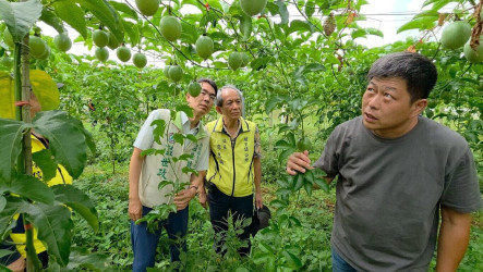 南投埔里百香果減產4成　農民盼中央現金救助