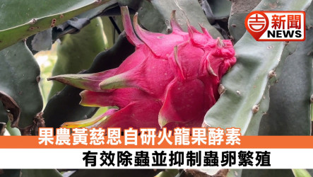 果農黃慈恩自研火龍果酵素 有效除蟲並抑制蟲卵繁殖