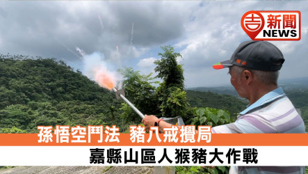 孫悟空鬥法 豬八戒攪局 嘉縣山區人猴豬大作戰