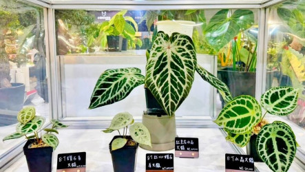 亞洲植物博覽會落幕　桃園8青創品牌6好農展成果