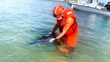 糙齒海豚誤闖馬公鎖港　澎縣府等聯手救援野放