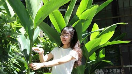 興大研究月桃抗老關鍵 外囊泡修復肌膚提升細胞能量