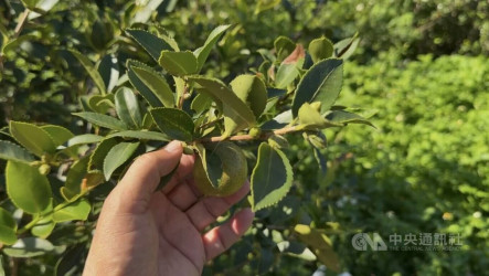 颱風白海豚逐漸接近　台東農改場提供作物防颱措施