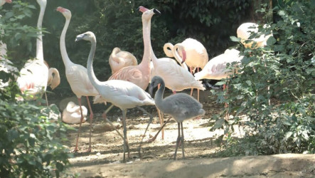 六福村大紅鶴共同育雛　雄鳥哺育紅鶴乳、羽色轉淡