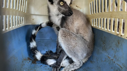 新北救出5環尾狐猴　飼主涉買賣保育動物送辦
