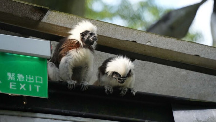 棉頭絹猴步道欄杆間穿梭　北市動物園籲遊客遵守3不原則