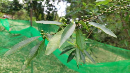 農改場突破山胡椒繁殖瓶頸　打造部落特色永續產業