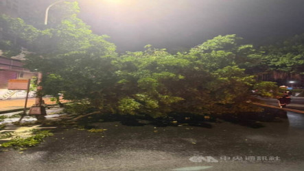 處理斷枝突遭樹倒波及 台中2員警受輕傷送醫無大礙